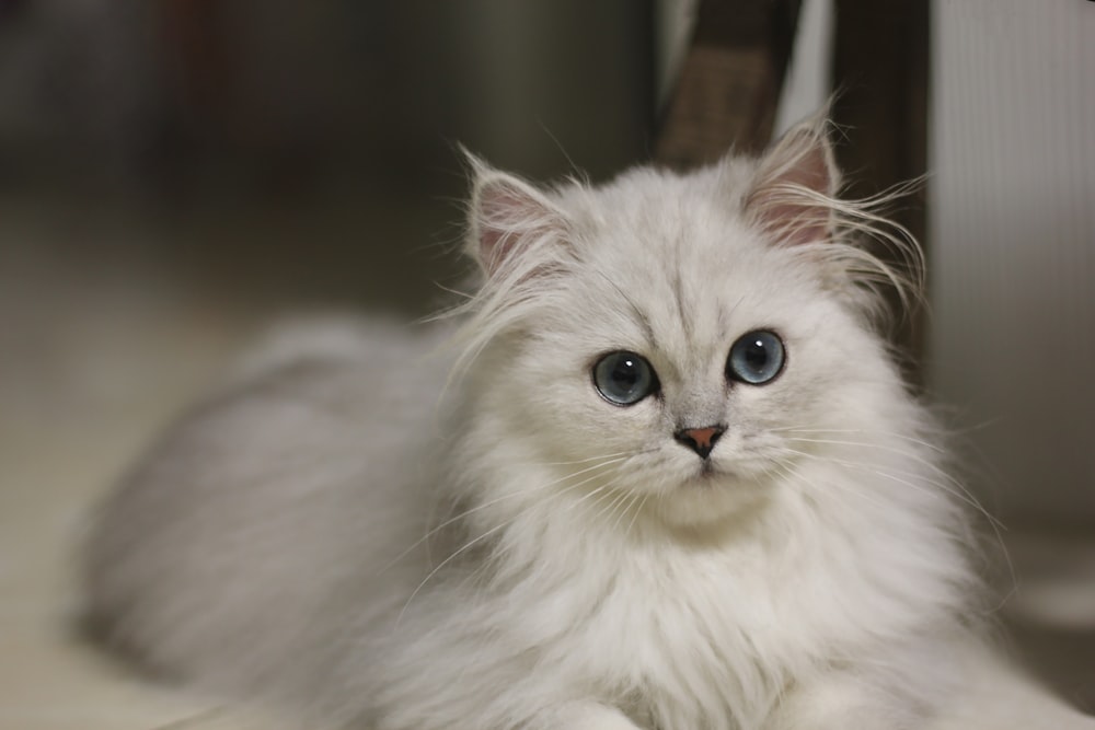 틸트 시프트 렌즈에 흰색 페르시아 고양이