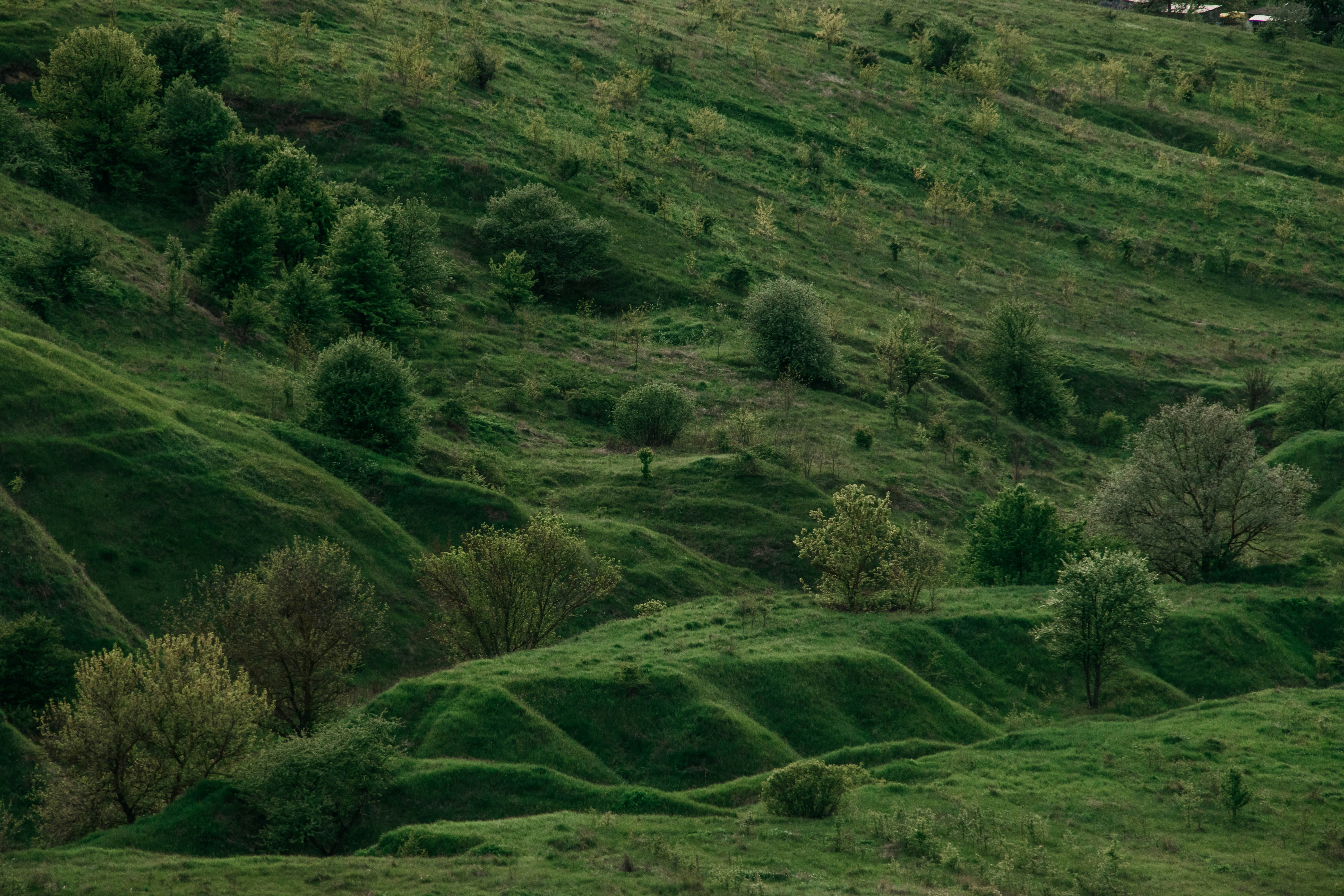 green grass field during daytime