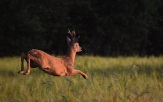 respect de la faune et la flore dans les vosges