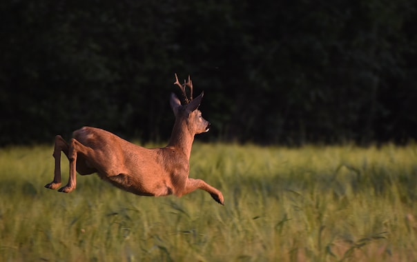 respect de la faune et la flore dans les vosges