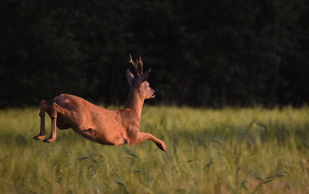 brown deer on green grass field during daytime