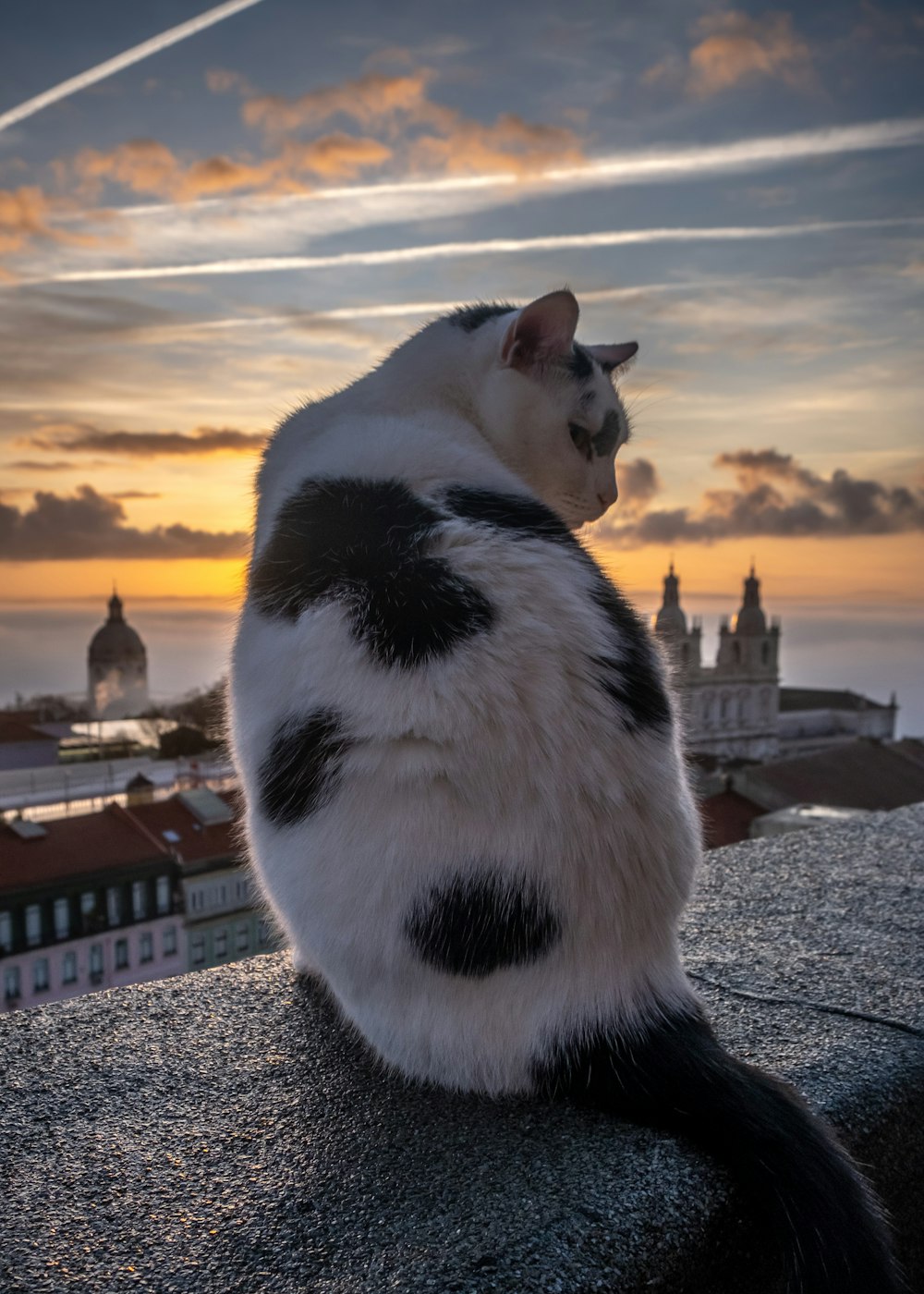 white and black cat on gray concrete pavement during sunset