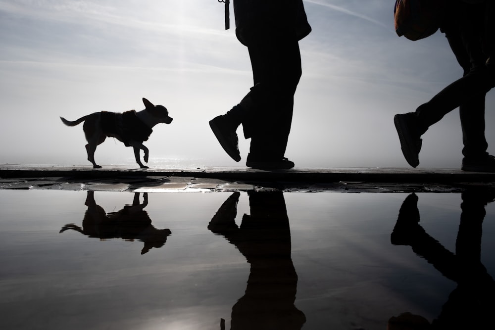 silhouette of person standing beside dog on seashore during sunset