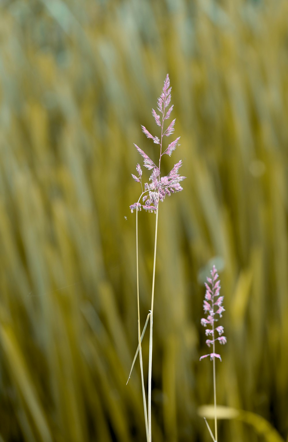 purple flower in tilt shift lens