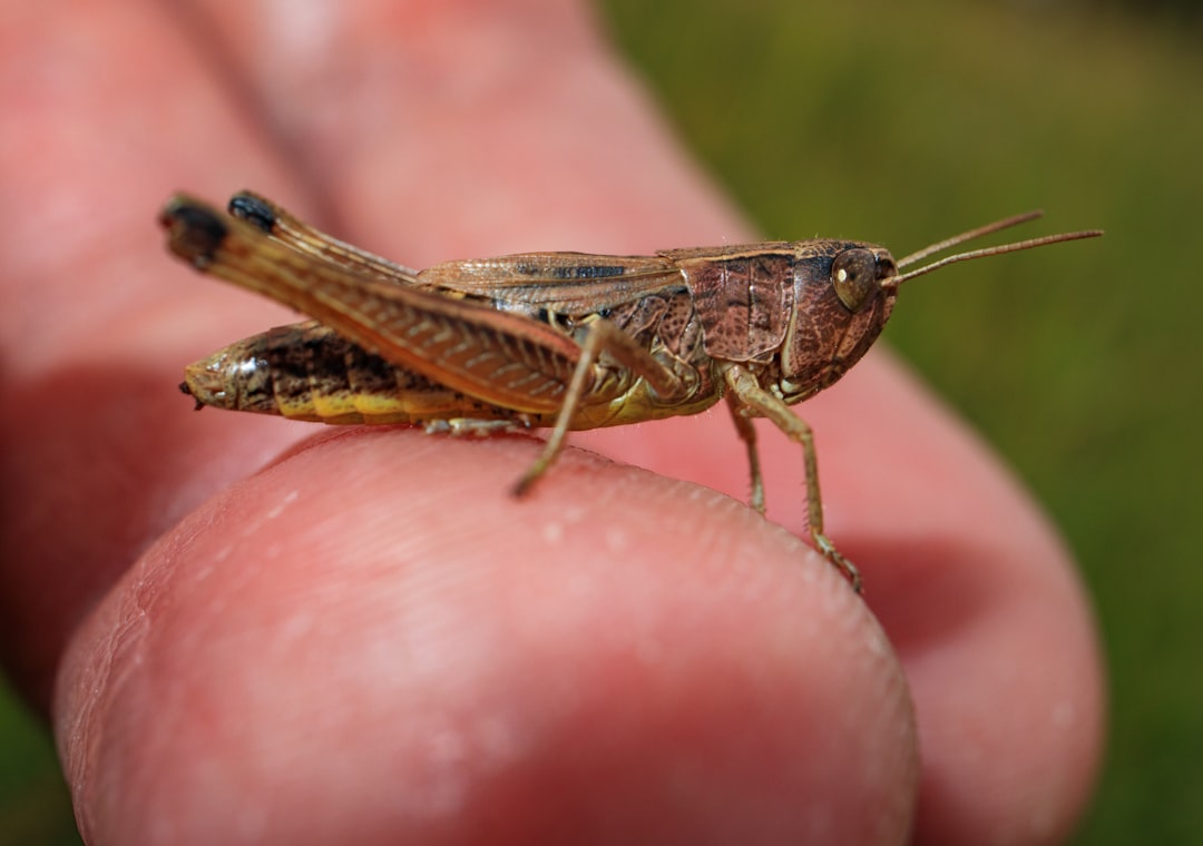 brown grasshopper on humans hand