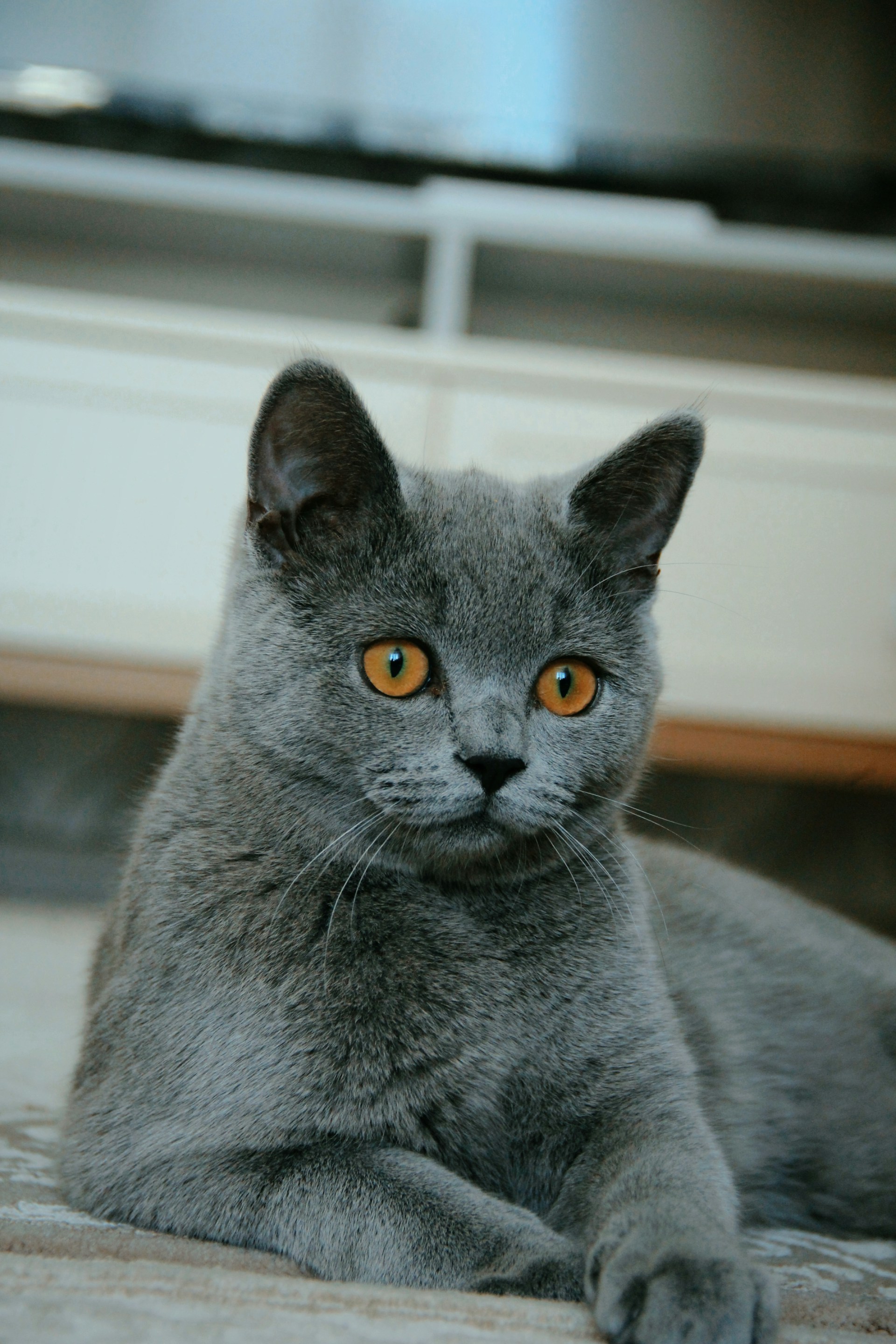 russian blue cat on white textile