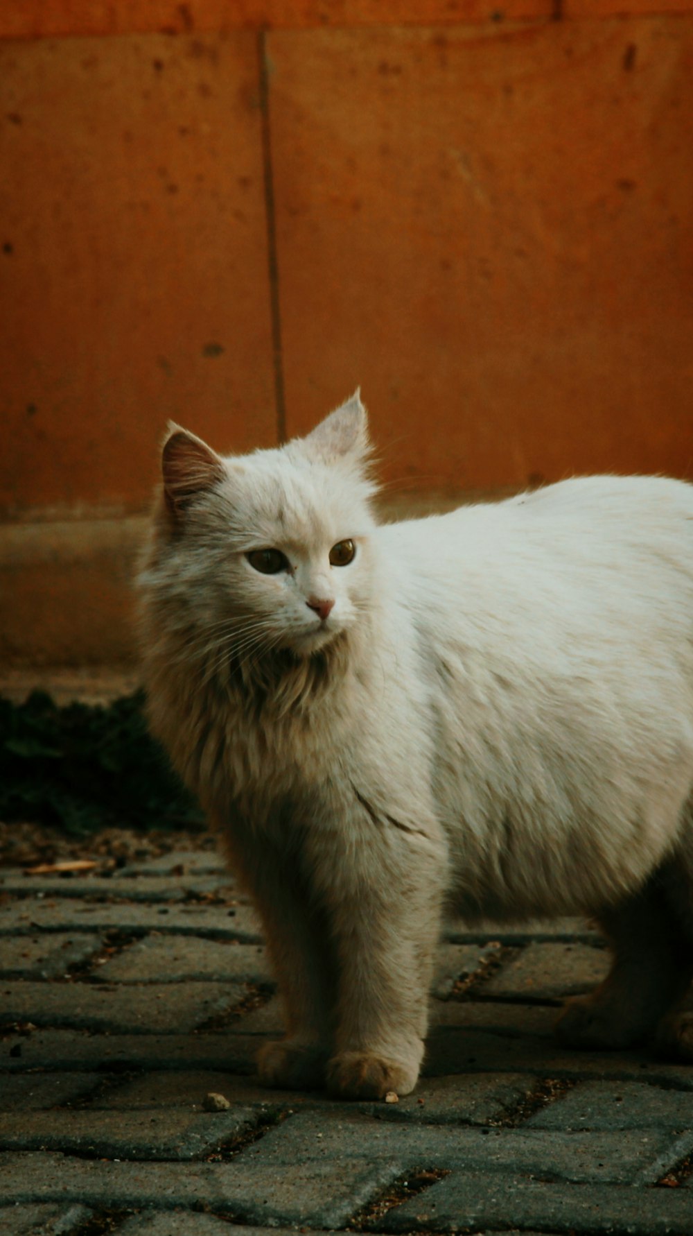 Gato blanco sobre suelo marrón