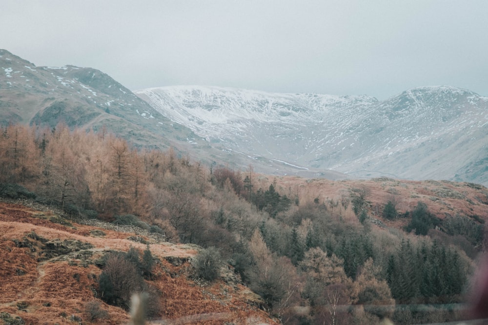 brown trees near snow covered mountain during daytime