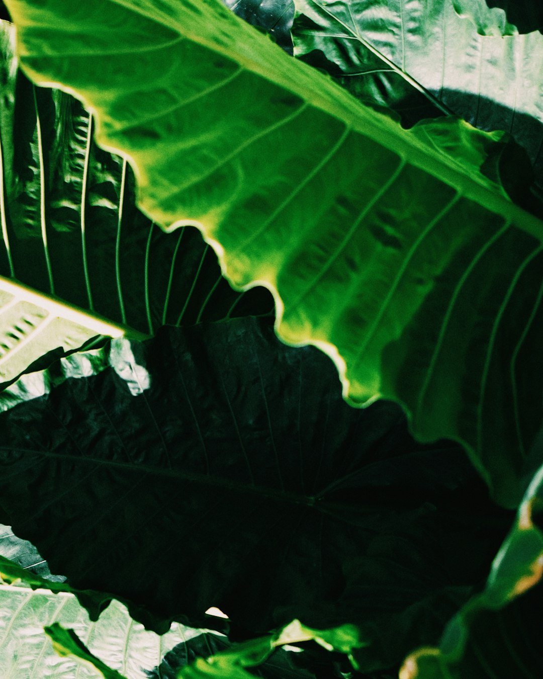 green banana leaf during daytime