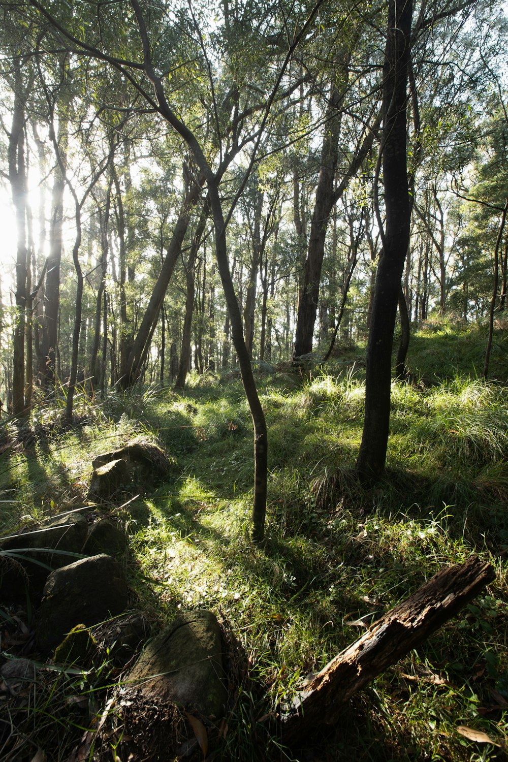 green trees and grass during daytime