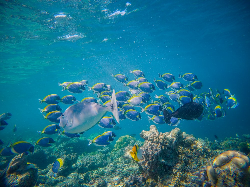 underwater photography of gray fish