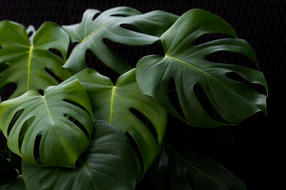 green leaves in close up photography