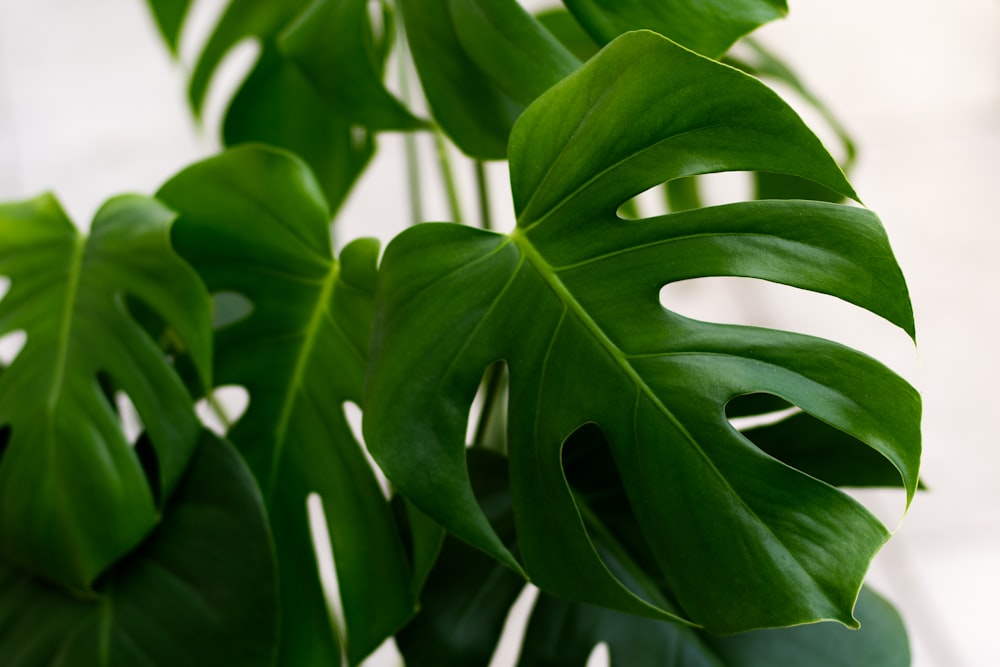 green leaves in close up photography