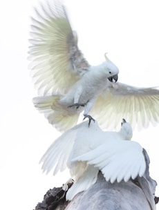 Antalya boşanma avukatı | Antalya boşanma davası | Anlaşmalı boşanma davası | çekişmeli boşanma dava