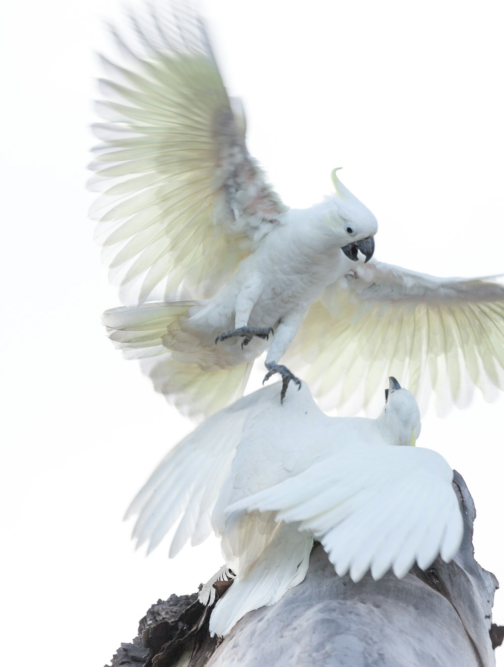 white bird with black beak