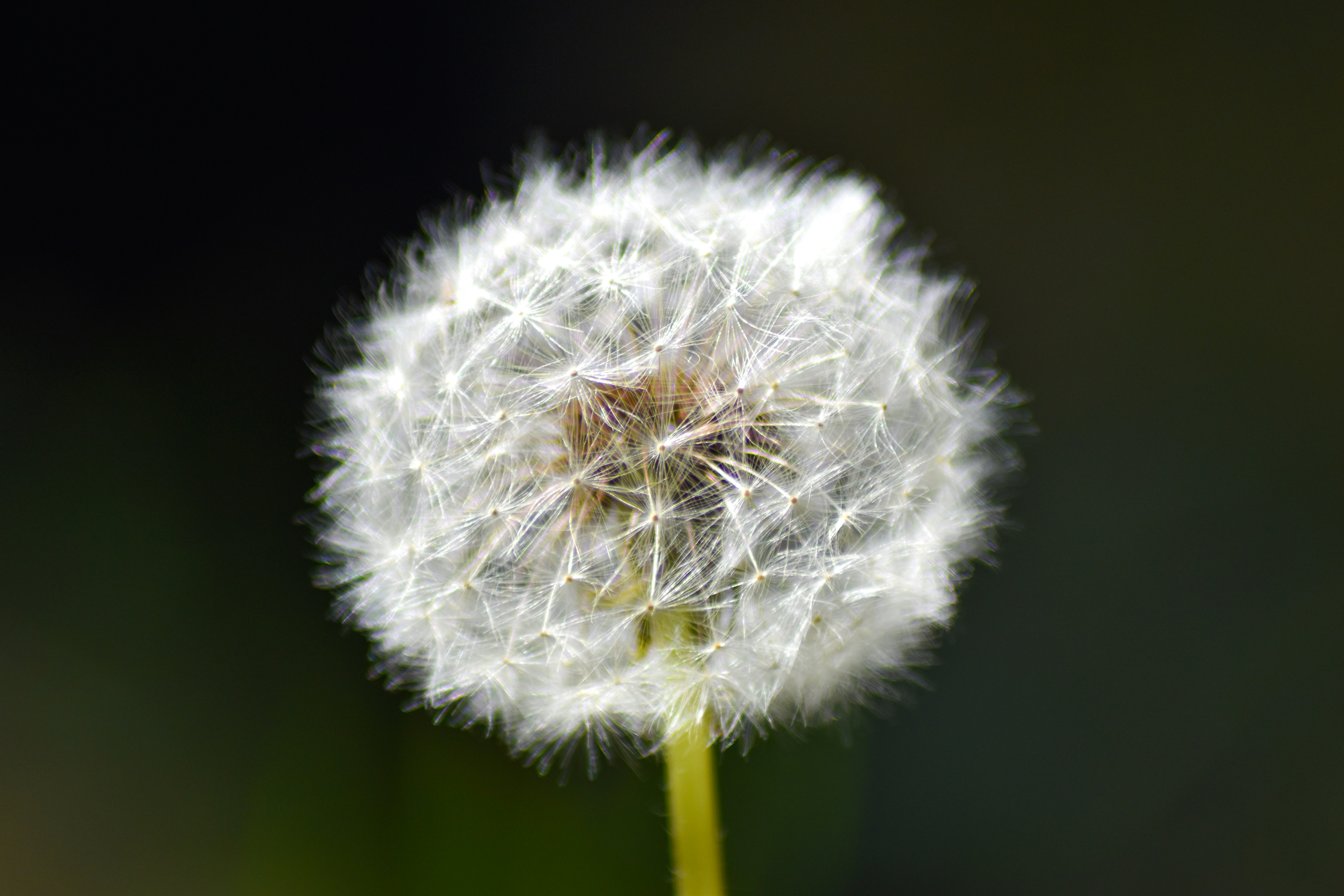 Photo by matthew_southam