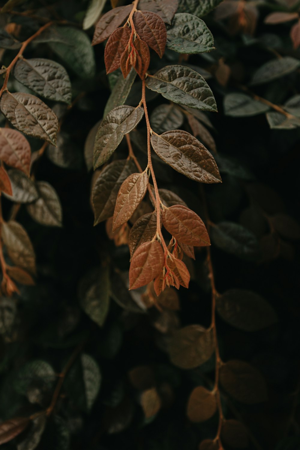 brown and green leaves in close up photography
