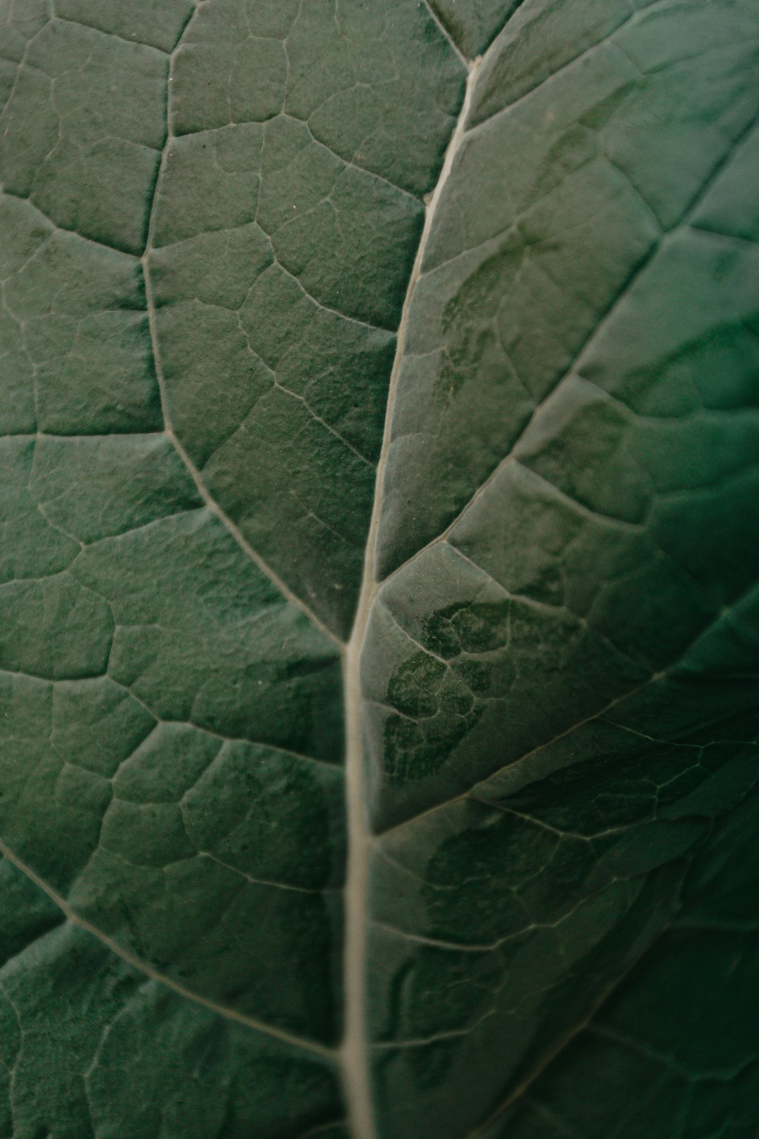 green leaf in close up photography