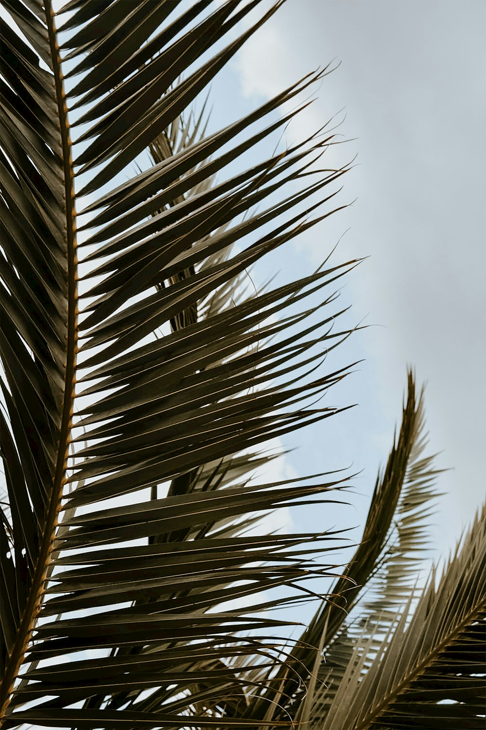 green palm tree under white sky