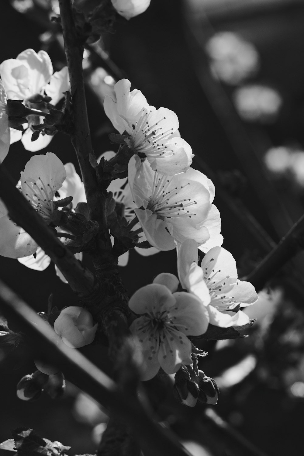 grayscale photo of flowers in bloom