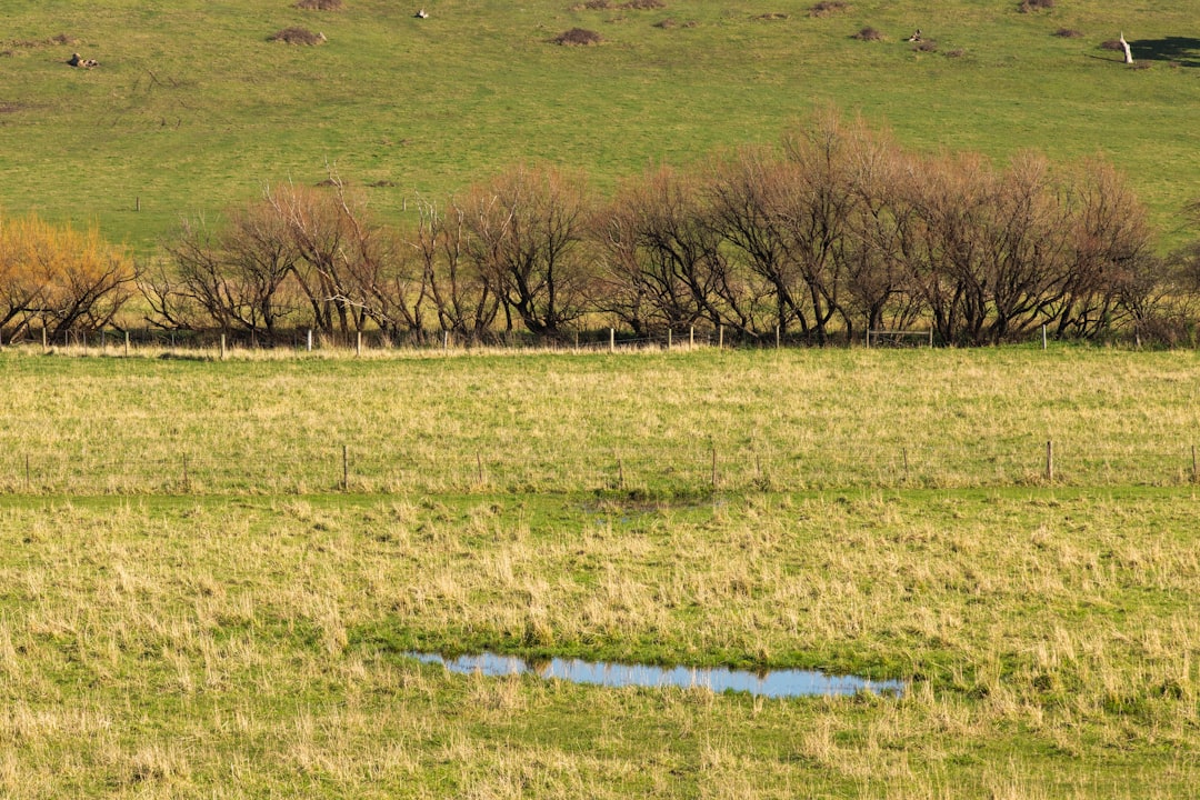 green grass field with trees during daytime