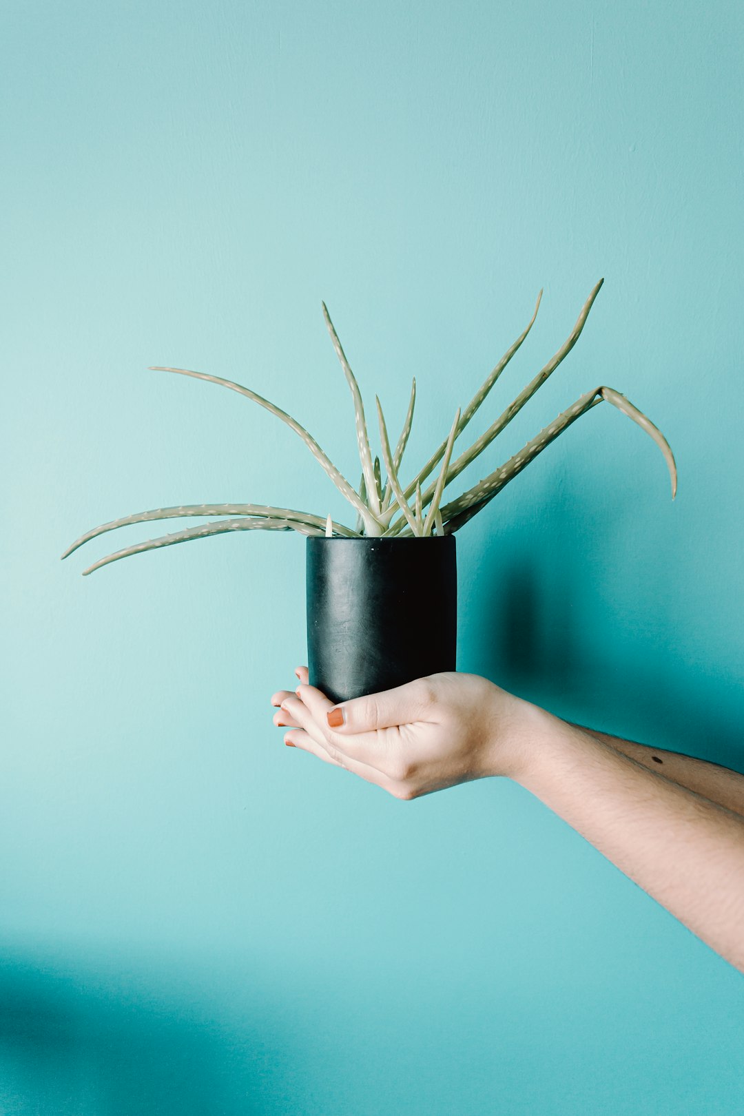 person holding black potted green plant
