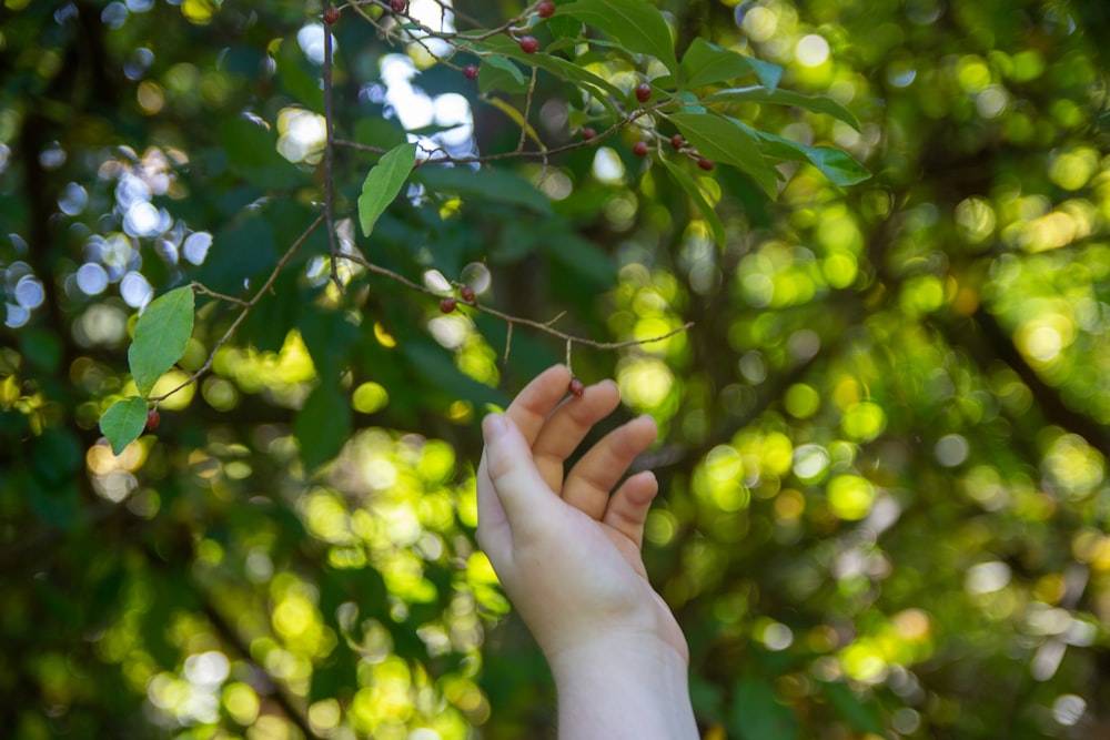 person holding green leaf during daytime