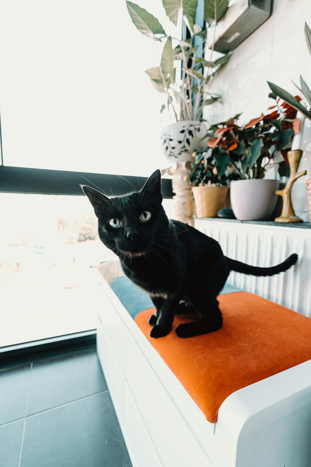 black cat on brown wooden table