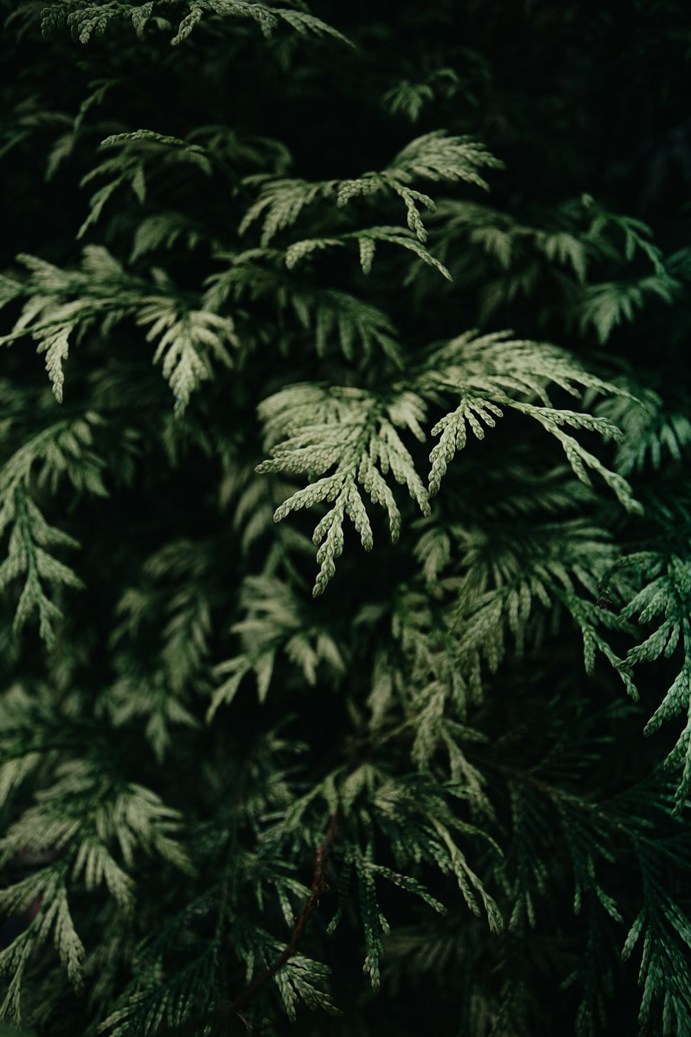 green fern plant in close up photography