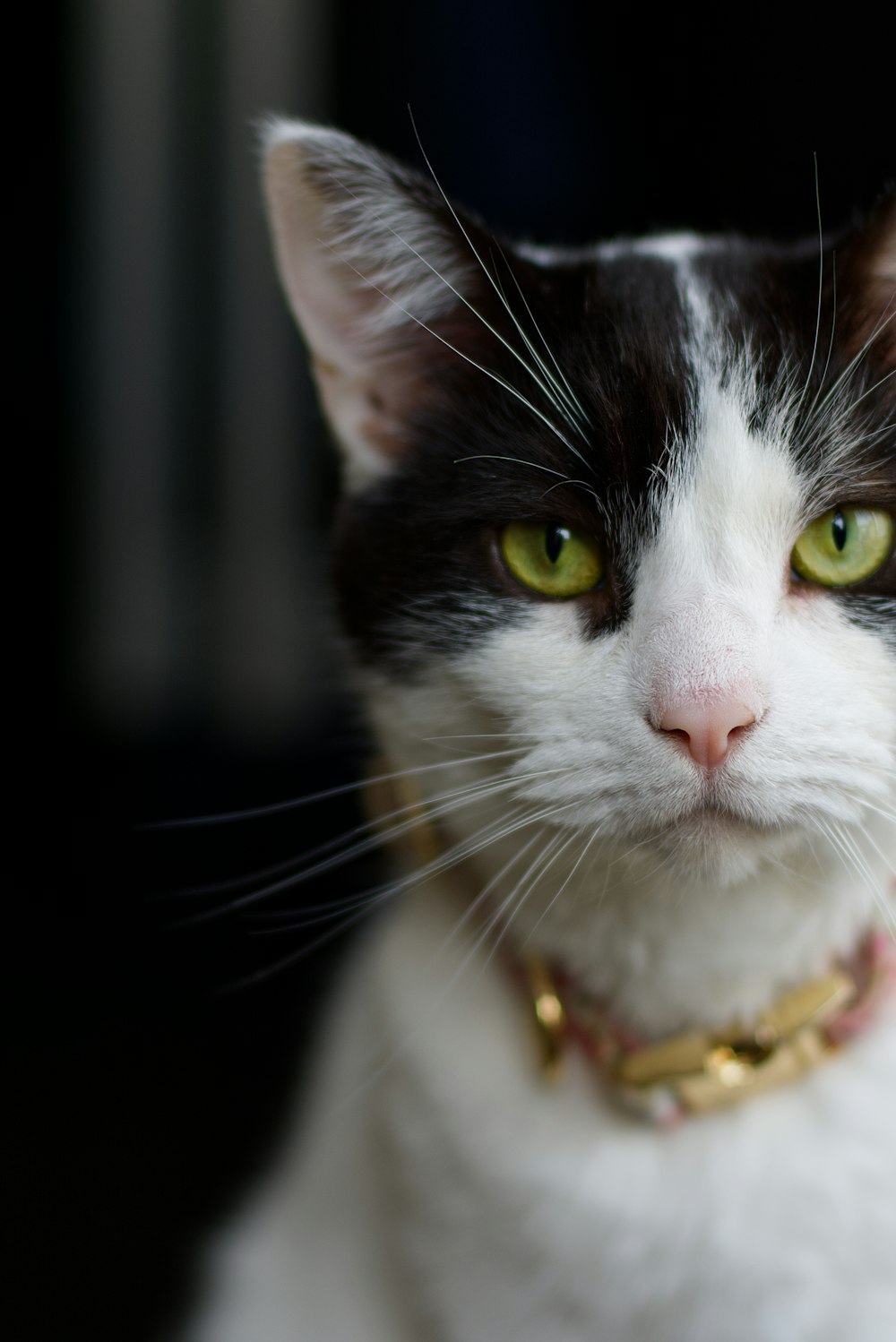 white and black cat with gold necklace