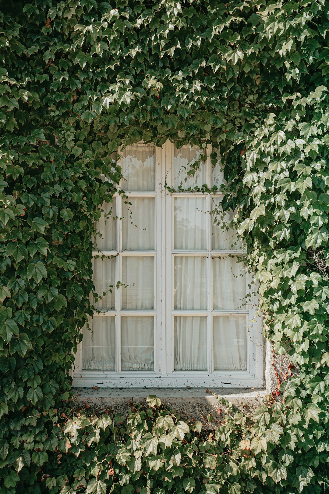 white wooden window with green leaves