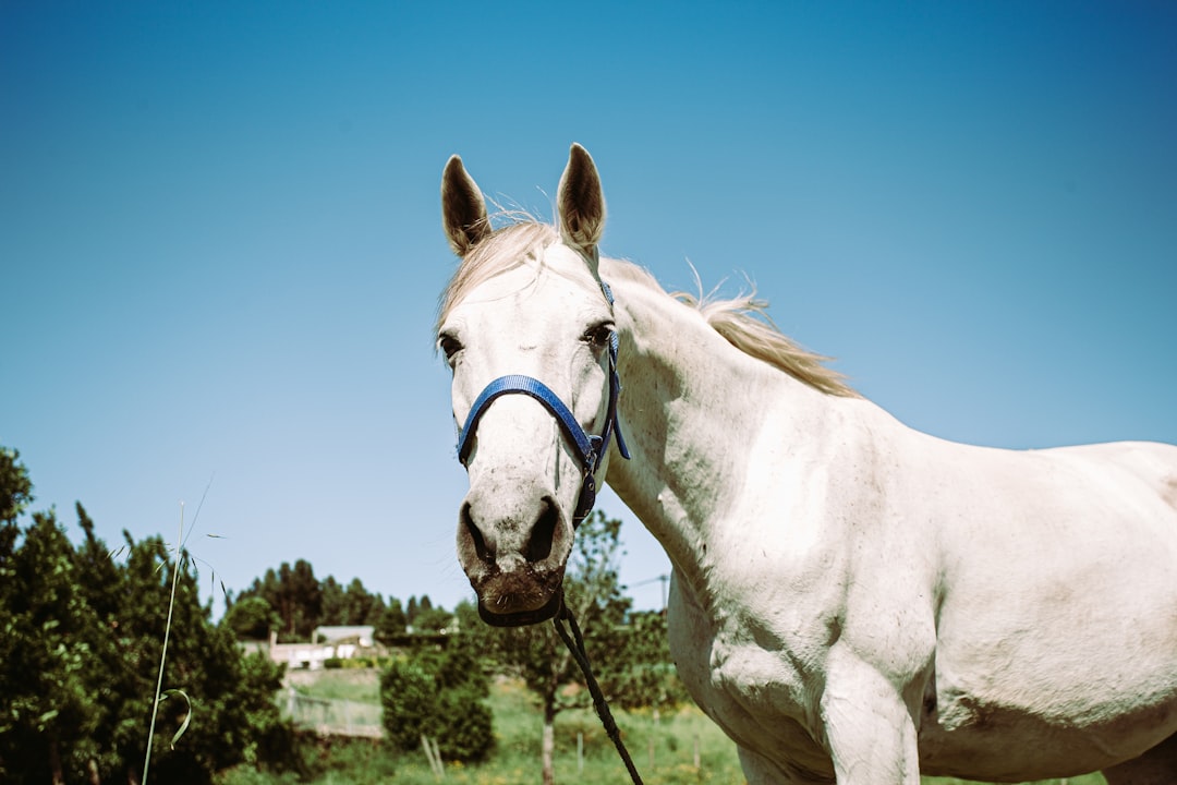 white horse standing on green grass field during daytime