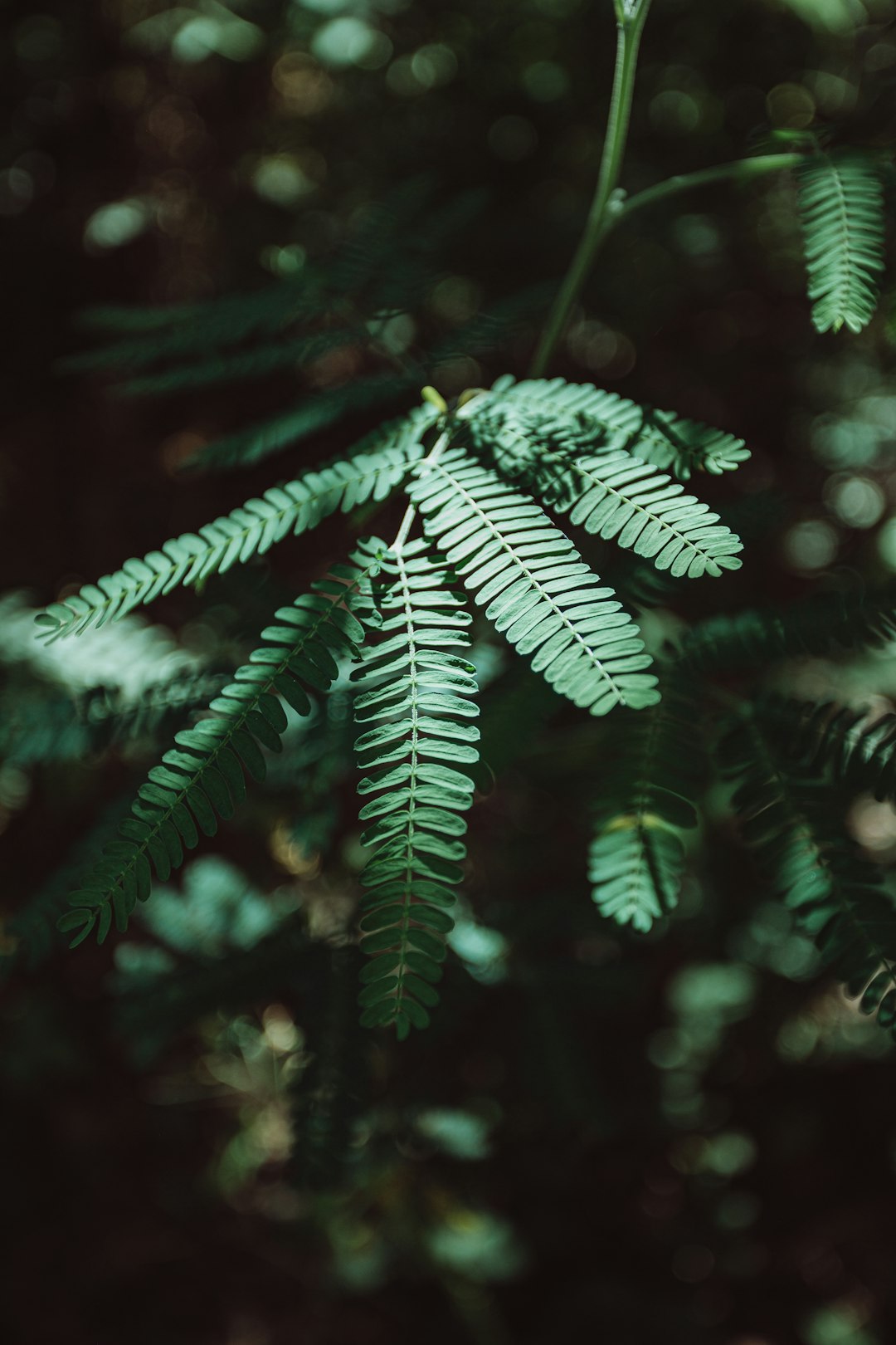 green leaf plant in close up photography