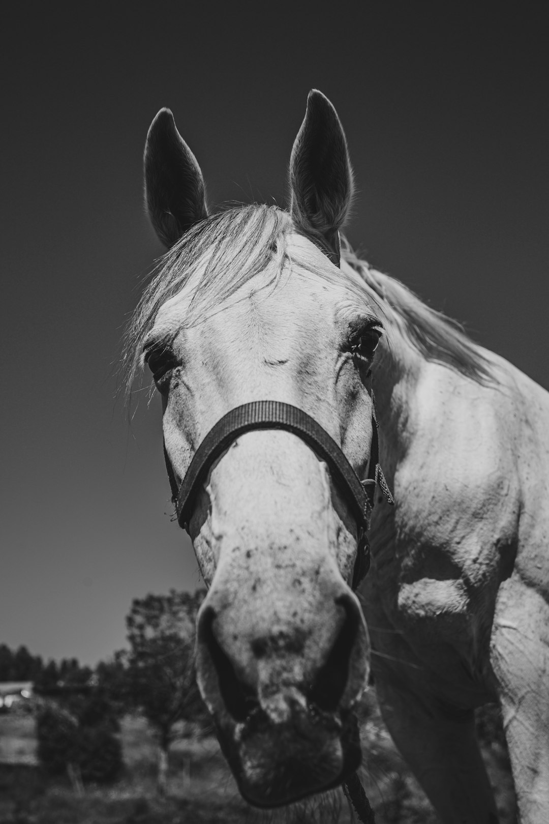 grayscale photo of horse head