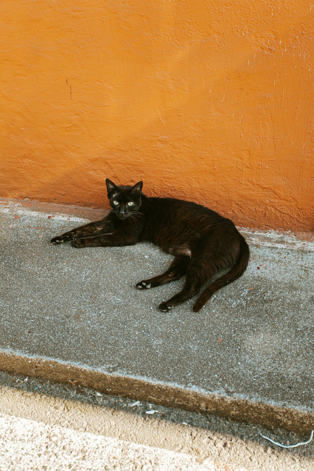 black cat lying on gray concrete floor