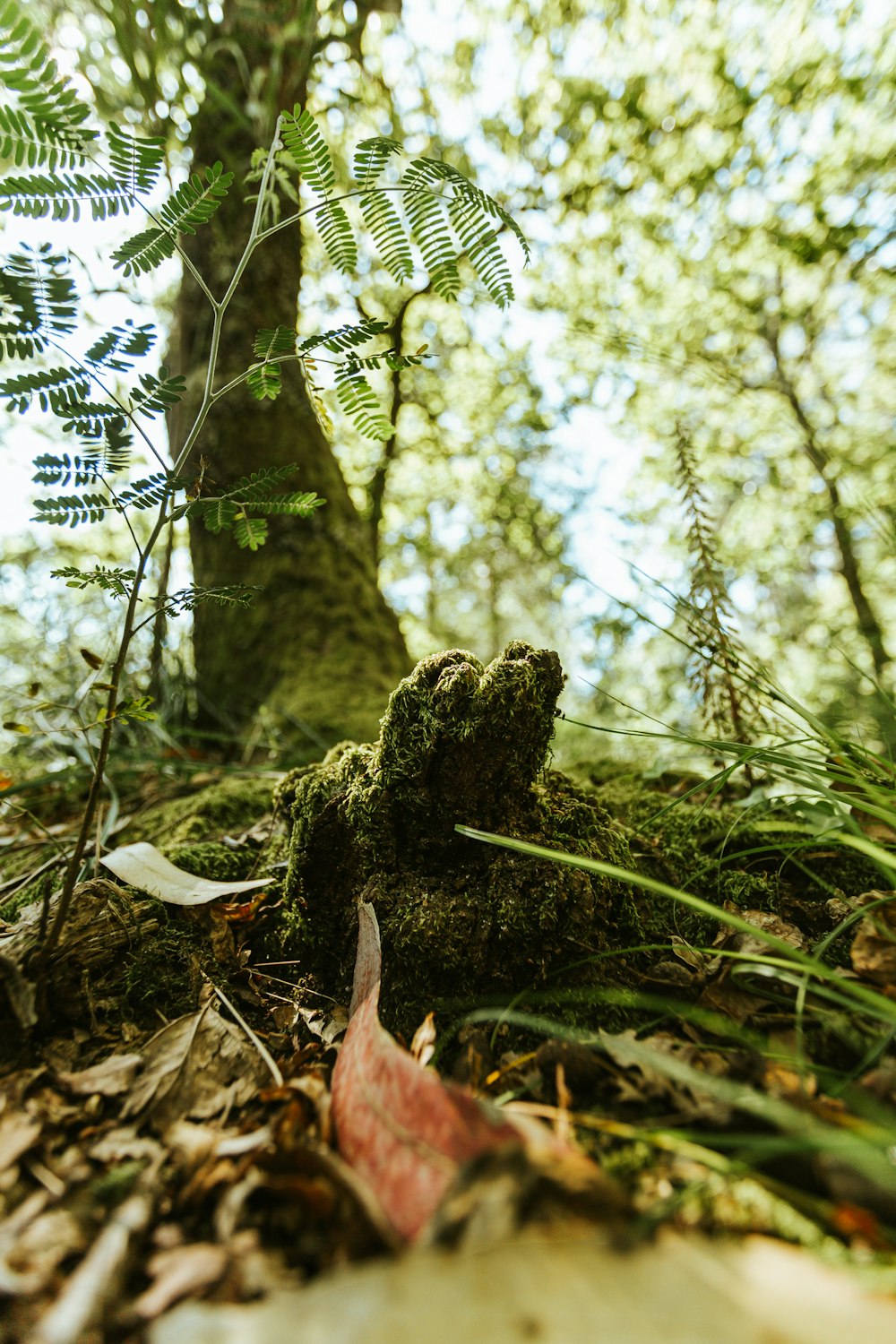 brown tree trunk on green grass during daytime