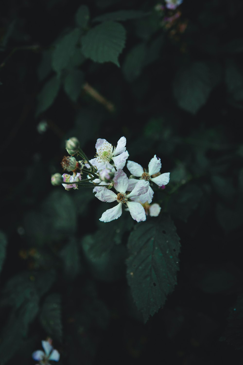 white flower with green leaves