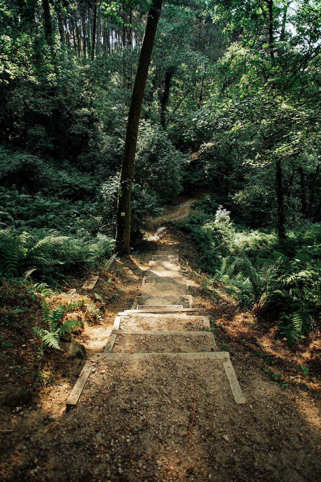 gray concrete pathway between green trees during daytime