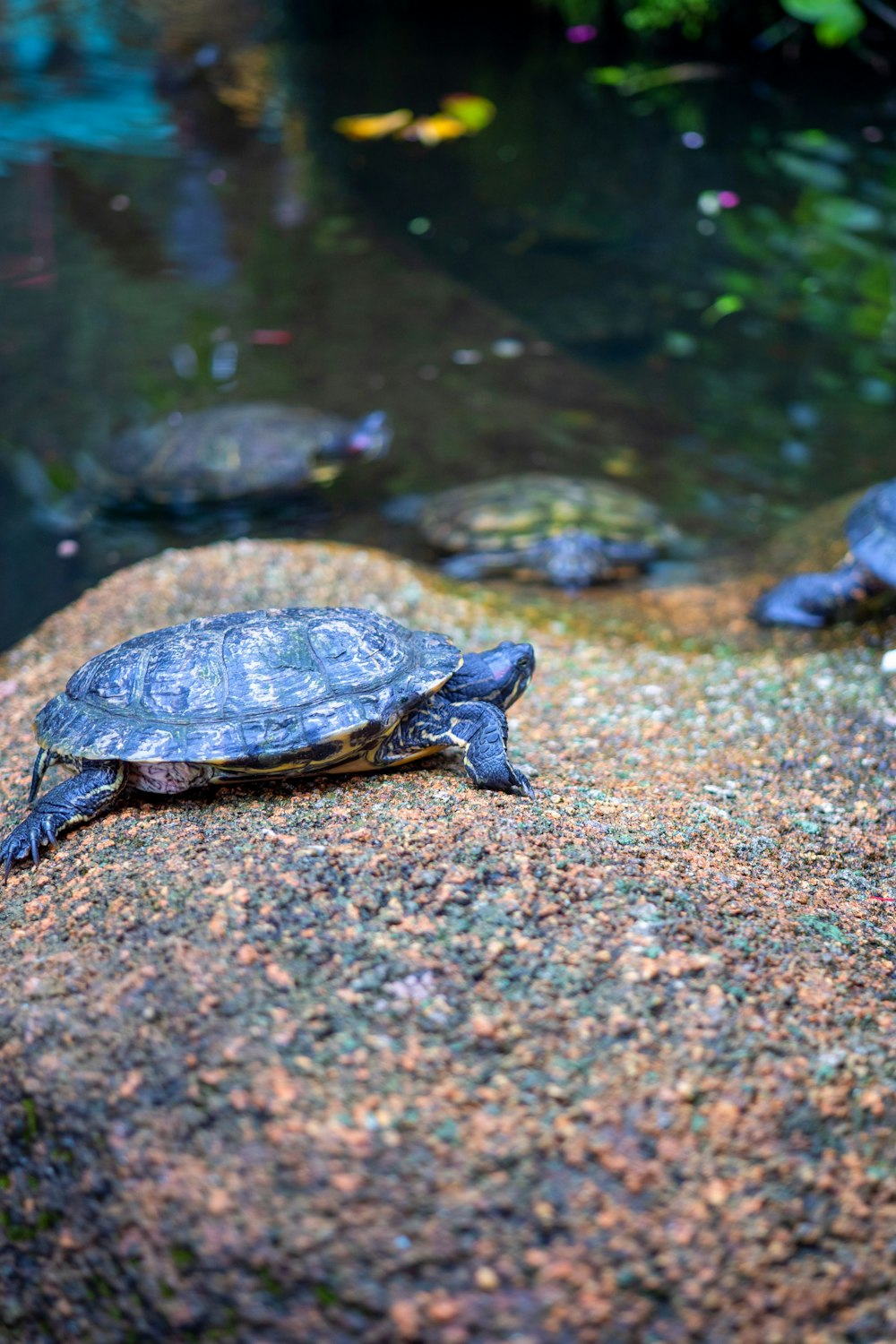 black and brown turtle on brown rock