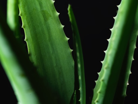 aloe vera  in Tenerife 