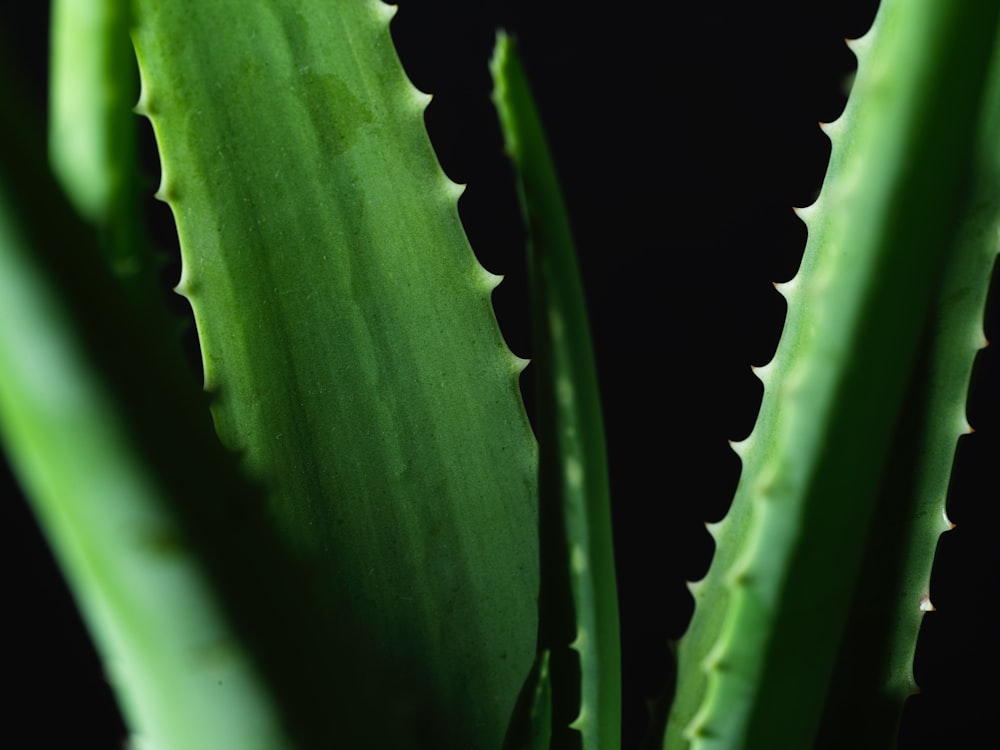 green plant in close up photography