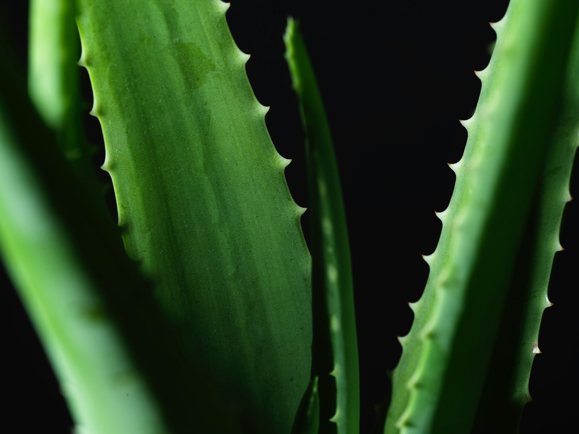 Aloe vera closeup