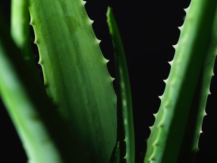 10 Aloe vera face masks for pimple-free skin