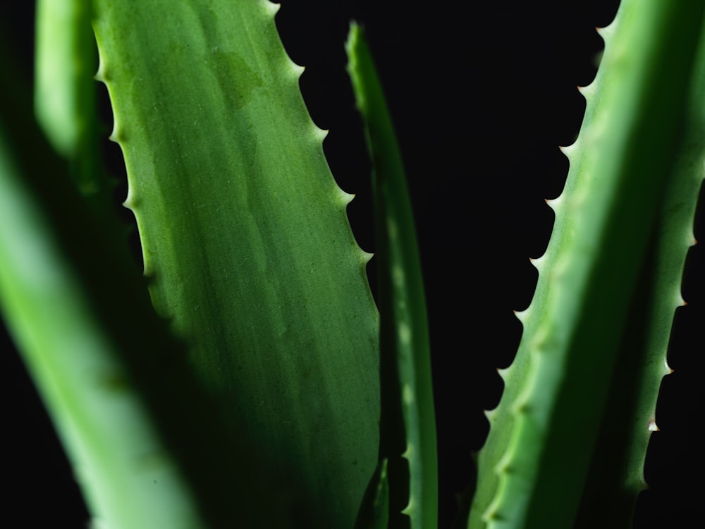 クローズアップ写真の緑の植物