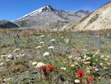 Vibrant wildflowers in a lush green meadow with mountains.