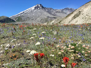 Colorful wildflowers blooming on a sunny summer trail overlooking Saint Moritz valley