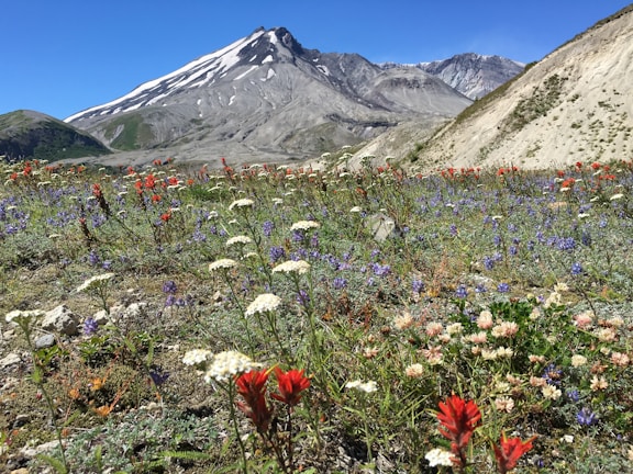 Vibrant wildflowers in a lush green meadow with mountains.