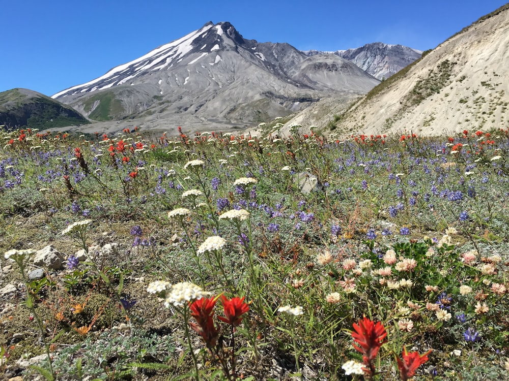 flores blancas y rosadas cerca de la montaña bajo el cielo azul durante el día