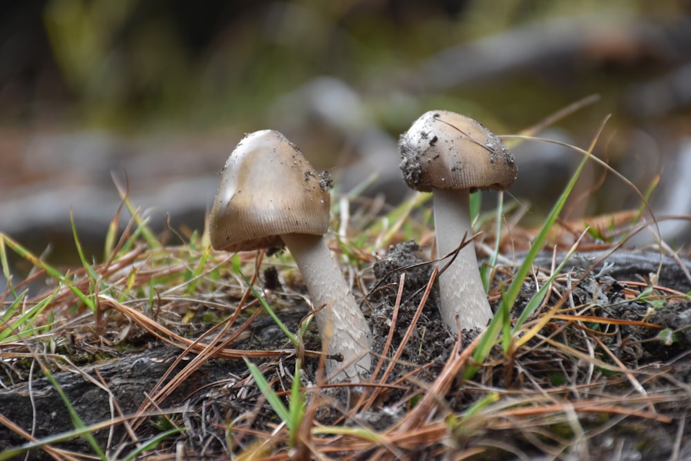 white and brown mushroom on brown grass