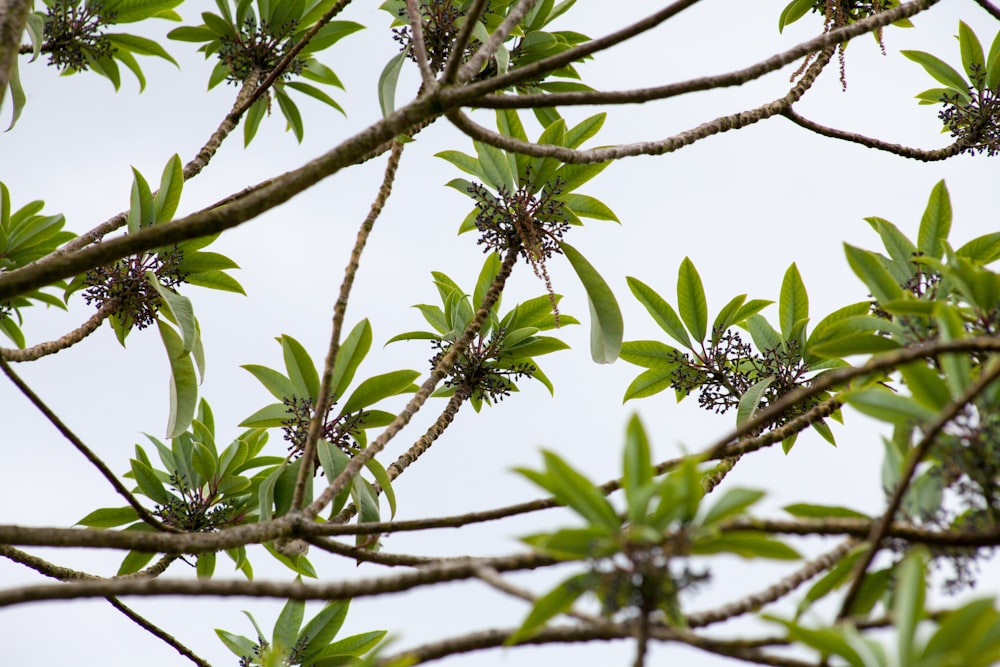 hojas verdes en la rama marrón del árbol durante el día